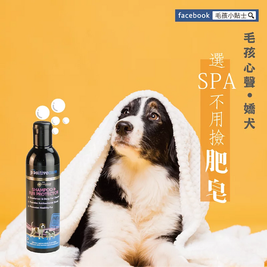 毛管家【敏乾肌洗劑】SPA毛毛癒 寵物洗劑/洗澡/清潔